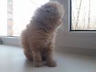Ищем персидского котика для вязки объявление продам