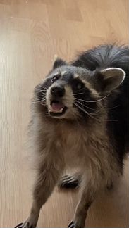 Енотиха Матильда