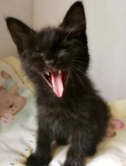 Котята в дар