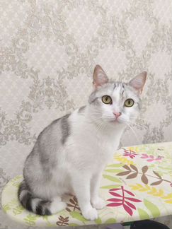 Кот Снежок