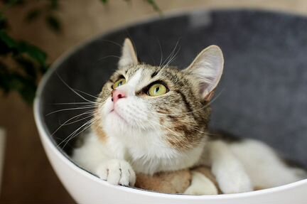 Котенок Лиза ищет дом