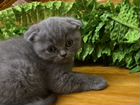 Котёнок, порода вислоухий шотландец объявление продам
