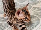 Чистокровный бенгальский котёнок объявление продам