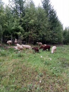 Овцы бараны ягнята - фотография № 6