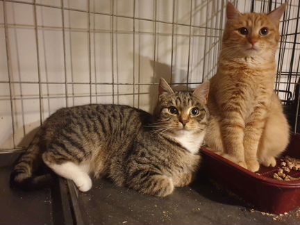Рыжий котенок девочка в добрые руки