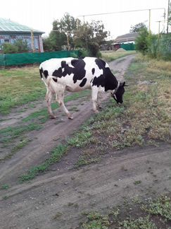 Коровы дойные - фотография № 2