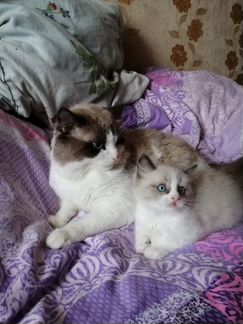 Пушистики рэгдолл мальчишечки