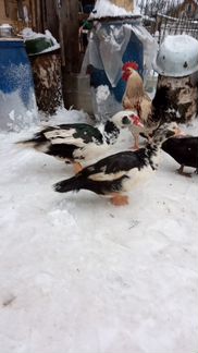 Утки