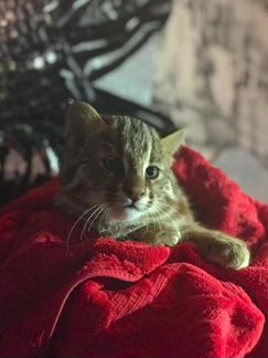 Азиатский котенок кошка подростки