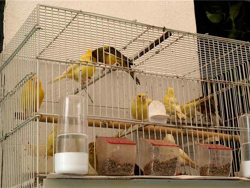 Канарейка. Уход за канарейкой. Содержание канареек. Канарейка. Содержание канареек.