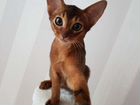 Абиссинская котенок, девочка, с документами, 3 мес объявление продам