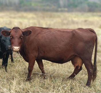 Корова с телёнком. Красно-горбатовской породы - фотография № 1