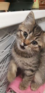 Кошка