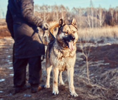Овчарка