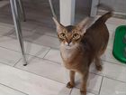 Абиссинская кошка, вязка объявление продам