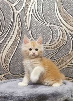 Шикарный котик породы Мейн-кун
