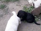 Собаки щенки лабродорчики