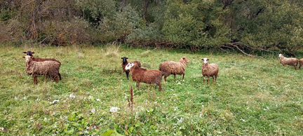 Овцы и бараны - фотография № 2