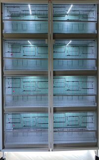 Бокс для птиц