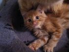 Продам котенка Курильского бобтейла объявление продам