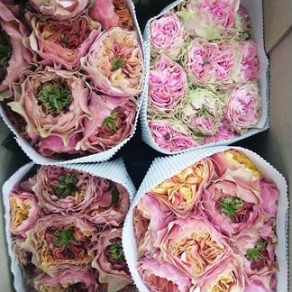 Розы оптом и в розницу