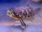 Красноухая черепаха с аквариумом и кормом