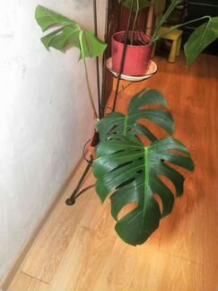 Растение монстера