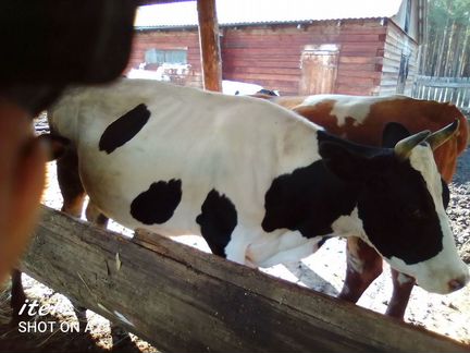 Продается корова (стельная) - фотография № 1