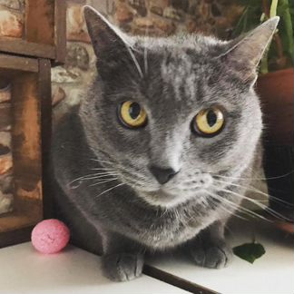 Котик Тишка спасенный от наследников, ищет дом