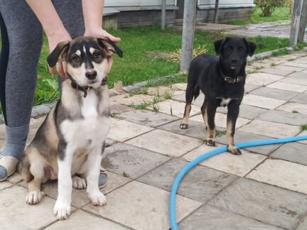 Щенок в добрые руки