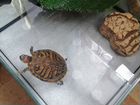 Аквариум для красноухой черепахи объявление продам