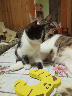 Ласковая кошечка беленькая с черным котенок