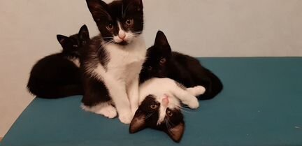 Котята в добрые руки