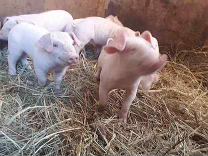 авито орел поросята