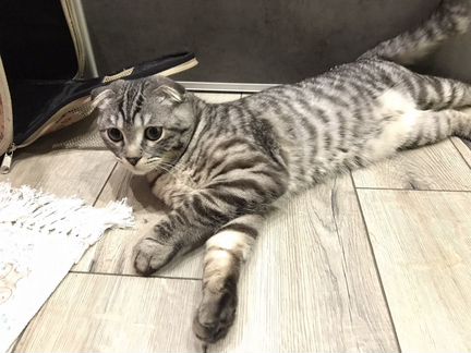 Шотландский вислоухий super кот