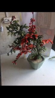 Дерево бонсай