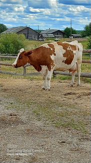 Корова - фотография № 5