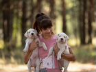 Белоснежные щенки аргентинского дога объявление продам