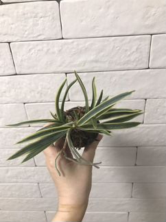 Неофинетия gojo fukurin