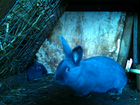 Кролик венский голубой объявление продам