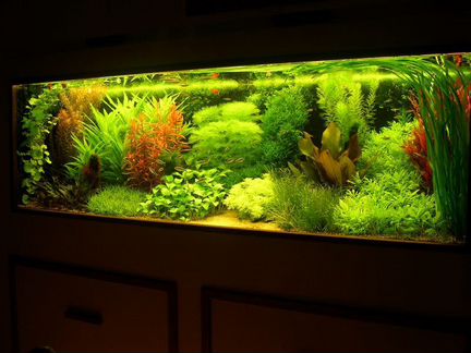 Корм, Рыбки, Растения в ваш красивый аквариум