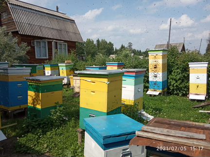 Продаю семьи пчёл