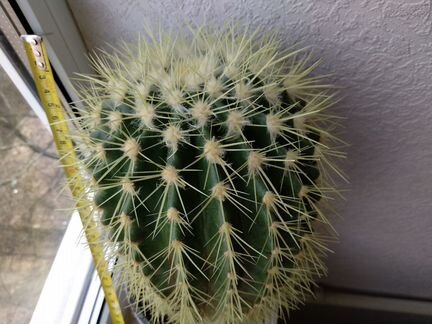 Кактус большой высота 25см